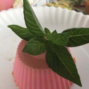 Basil On Pink Silicon Cup | Kidney Friendly Fun