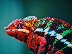 multi-colored chameleon to emphasize importance of color for bulletin board material