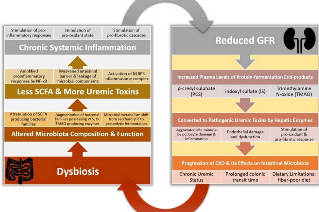 Graphic from research article that shows the driving cycle of CKD induced dysbiosis