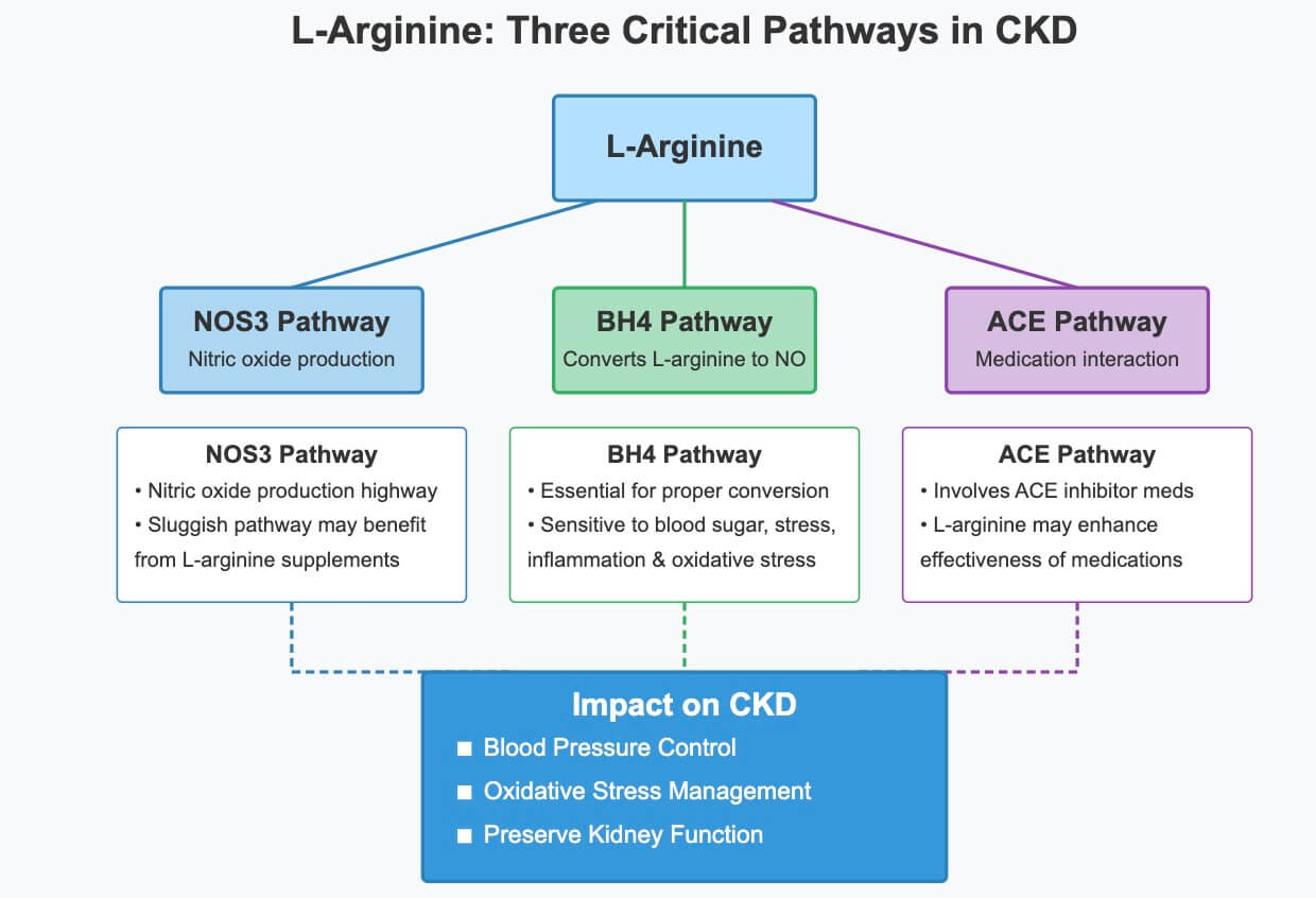 L-Arginine Critical Pathways in CKD