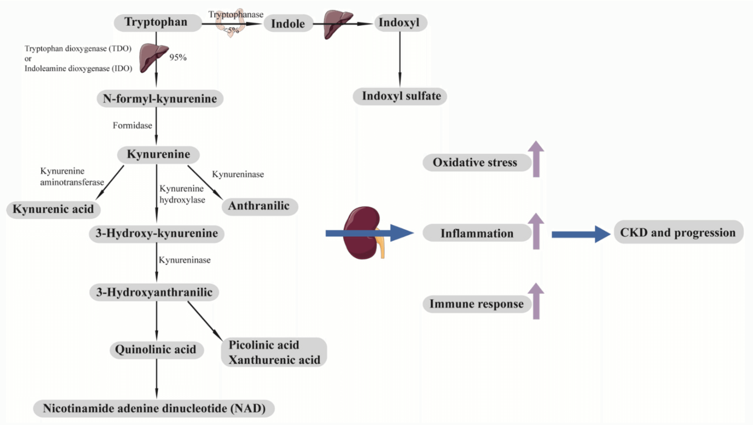 Downstream metabolites of tryptophan, including indoxyl sulfate, kynurenic acid, picolinic acid, xanthurenic acid, quinolinic acid, and NAD, contribute to oxidative stress, inflammation, and immune response, which lead to the development and progression of CKD.