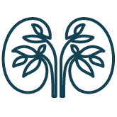 Kni Kidney Plant Icon Blu
